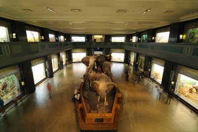 American Museum of Natural History, inside 02