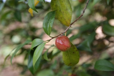 동백나무 열매 12