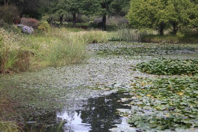 국립수목원 연못 12