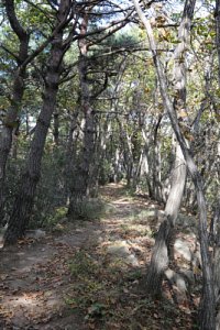 서산 아라메길 옥양봉 등산로-소나무 숲 쉼터 구간 10