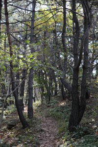 서산 아라메길 옥양봉 등산로-소나무 숲 쉼터 구간 18