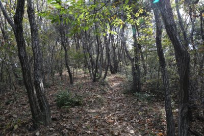서산 아라메길 소나무 숲 쉼터-옥양봉 능선 구간 10