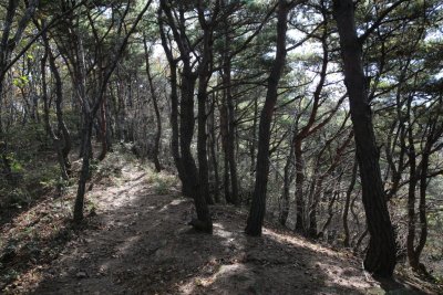 서산 아라메길 소나무 숲 쉼터-옥양봉 능선 구간 16