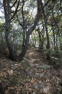 서산 아라메길 소나무 숲 쉼터-옥양봉 능선 구간 19