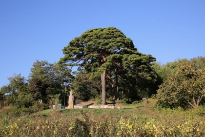 여미리 소나무 19