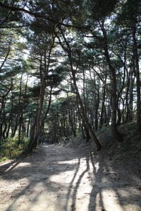 서산 아라메길 1코스 전망대 솔숲 구간 09