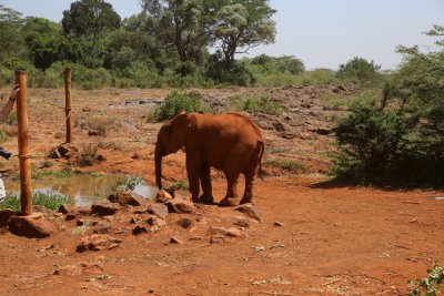 나이로비 코끼리 고아원 15