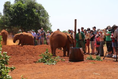 나이로비 코끼리 고아원 16