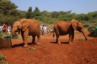 나이로비 코끼리 고아원 14