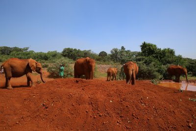 나이로비 코끼리 고아원 16