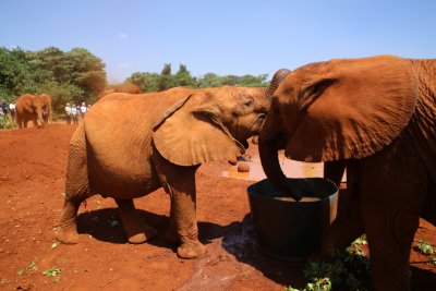 나이로비 코끼리 고아원 11