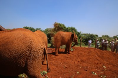 나이로비 코끼리 고아원 14