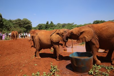 나이로비 코끼리 고아원 17