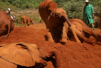 나이로비 코끼리 고아원 18