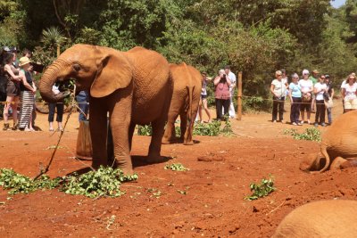나이로비 코끼리 고아원 19