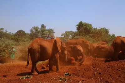 나이로비 코끼리 고아원 13