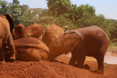 나이로비 코끼리 고아원 15