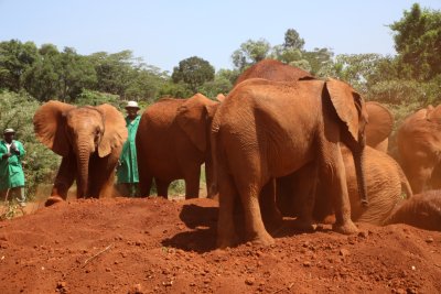 나이로비 코끼리 고아원 17
