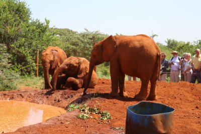 나이로비 코끼리 고아원 18