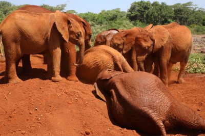 나이로비 코끼리 고아원 19