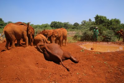 나이로비 코끼리 고아원 20