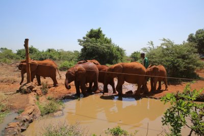 케냐 나이로비 코끼리 고아원 01