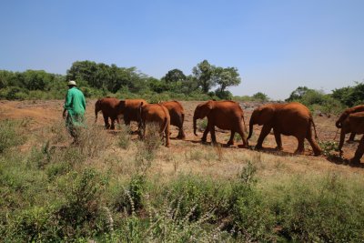 케냐 나이로비 코끼리 고아원 02