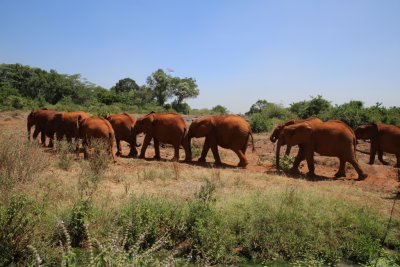 케냐 나이로비 코끼리 고아원 03