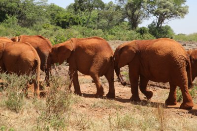 케냐 나이로비 코끼리 고아원 05