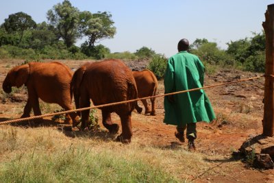케냐 나이로비 코끼리 고아원 08