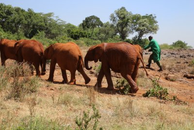 케냐 나이로비 코끼리 고아원 09