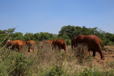 케냐 나이로비 코끼리 고아원 10