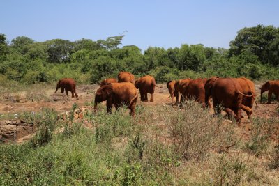 케냐 나이로비 코끼리 고아원 11