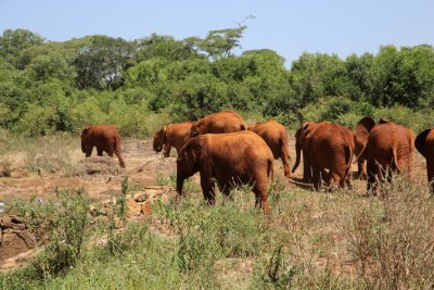 케냐 나이로비 코끼리 고아원 12