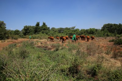 케냐 나이로비 코끼리 고아원 14