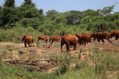 케냐 나이로비 코끼리 고아원 15