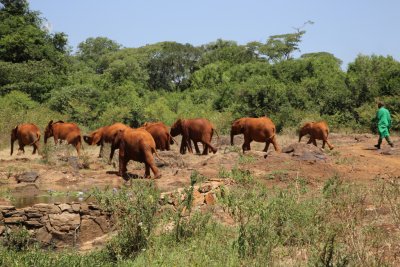 케냐 나이로비 코끼리 고아원 16