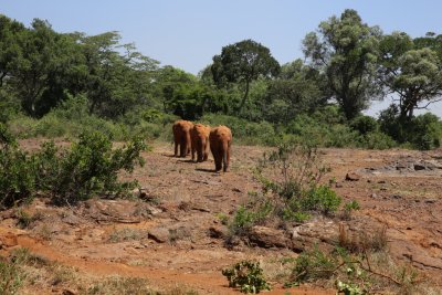 케냐 나이로비 코끼리 고아원 17