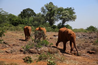 케냐 나이로비 코끼리 고아원 18