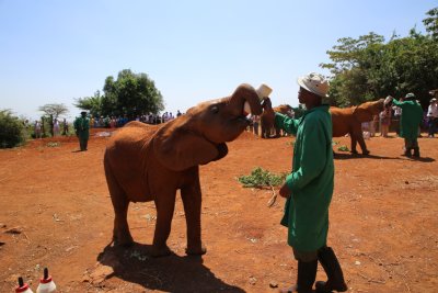 케냐 나이로비 코끼리 고아원 19