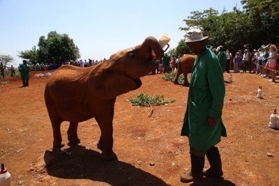 케냐 나이로비 코끼리 고아원 20