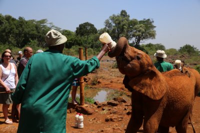 케냐 나이로비 코끼리 고아원 01