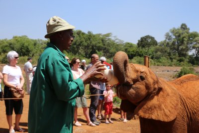 케냐 나이로비 코끼리 고아원 03