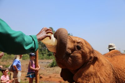 케냐 나이로비 코끼리 고아원 04