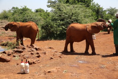 케냐 나이로비 코끼리 고아원 05