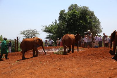 케냐 나이로비 코끼리 고아원 06
