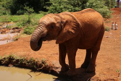 케냐 나이로비 코끼리 고아원 07