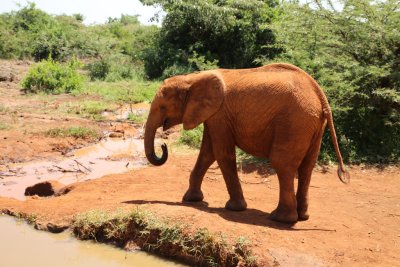 케냐 나이로비 코끼리 고아원 09