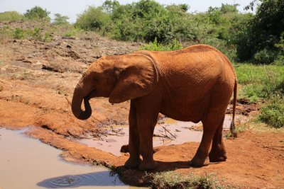 케냐 나이로비 코끼리 고아원 10