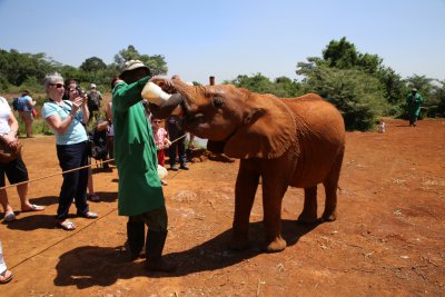 케냐 나이로비 코끼리 고아원 11